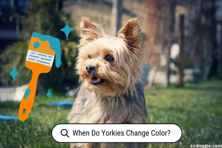 when do yorkies change color