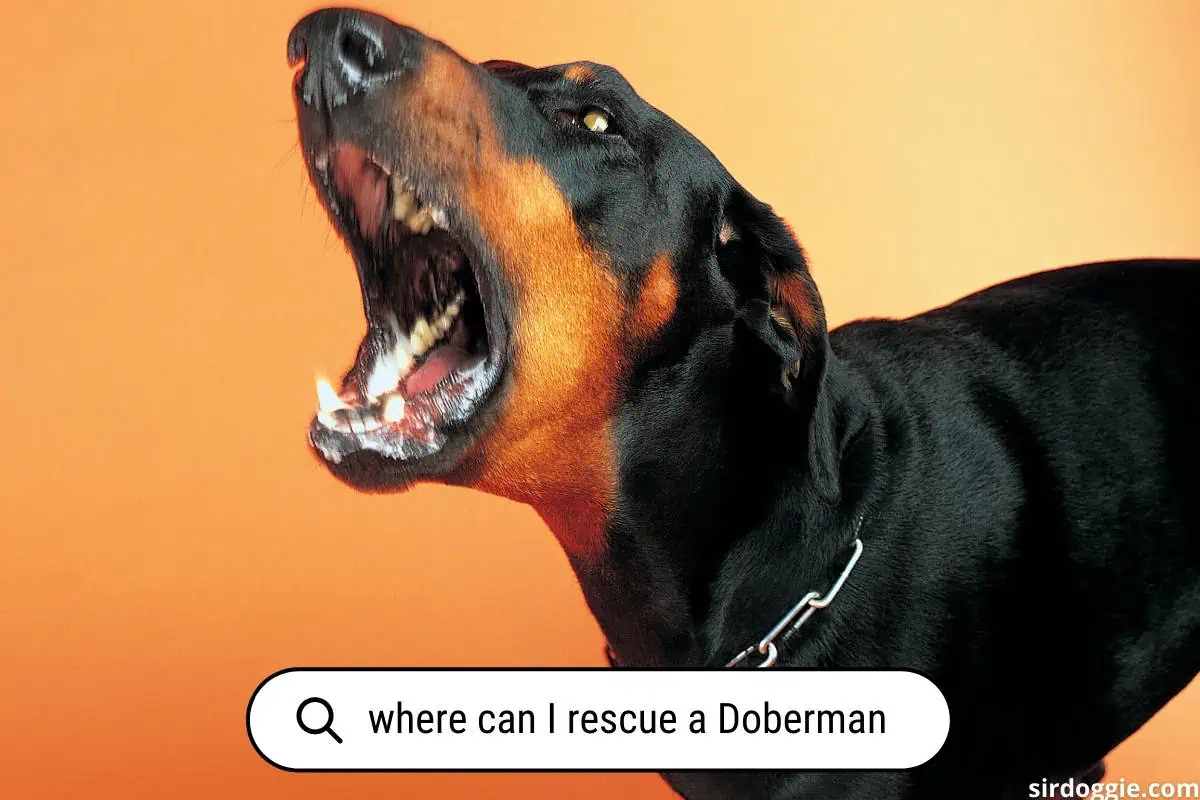 Where can I rescue a Doberman?