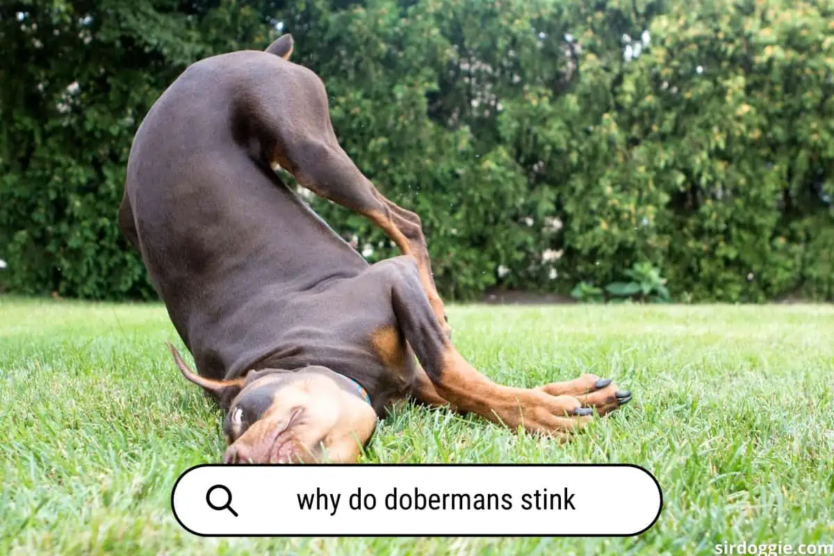 Why do Dobermans STINK?