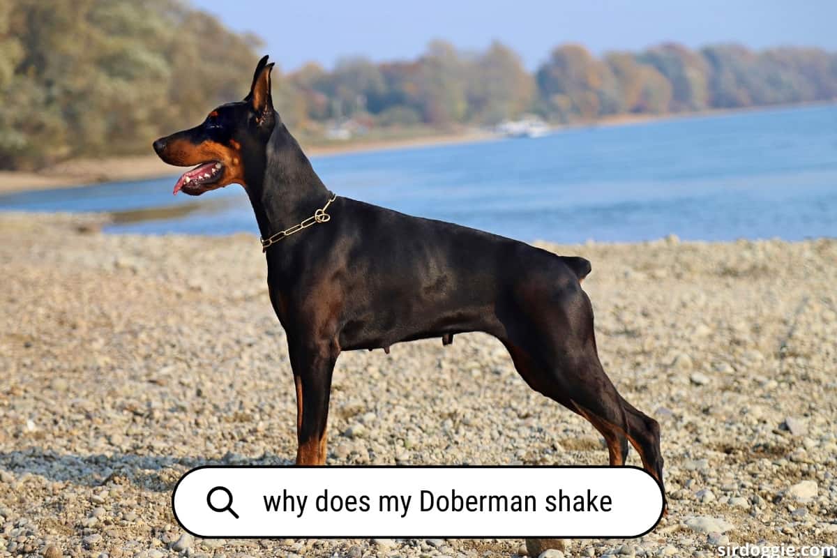 why does my doberman shake