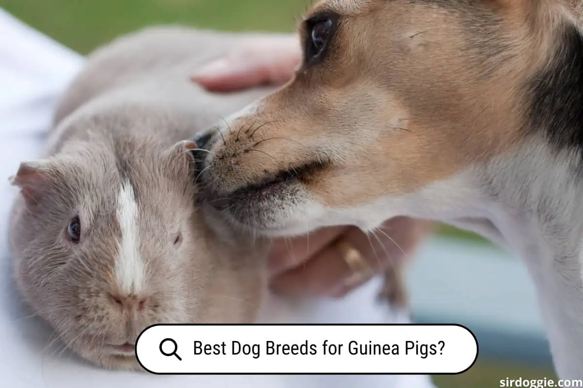 Dog licking a tasty guinea pig