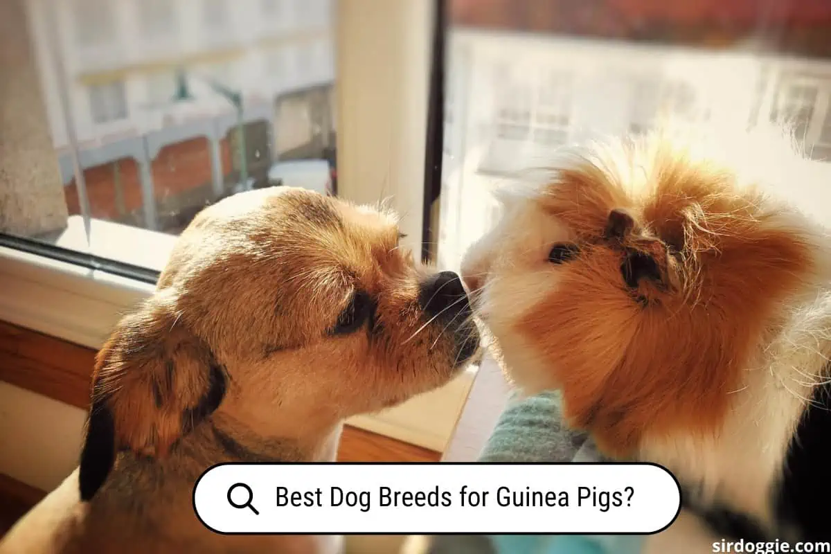 Puppy and Guinea Pig best friends