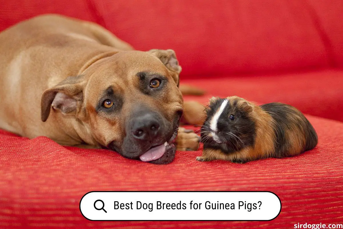what dogs are best with guinea pigs