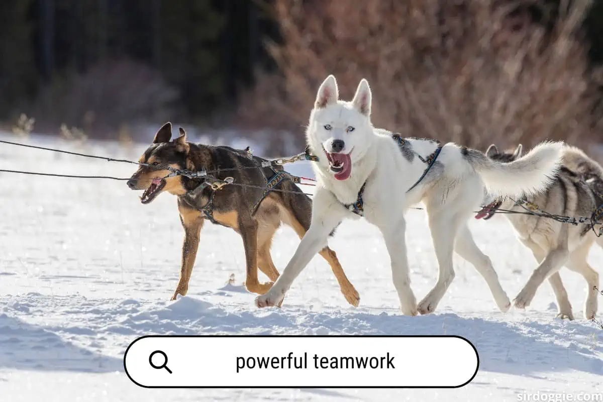 Powerful teamwork of two sledding dogs.