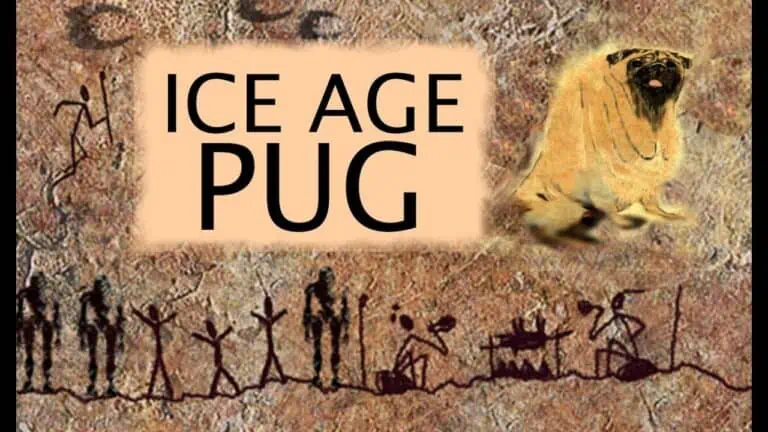 Where Did Pugs Originate From?