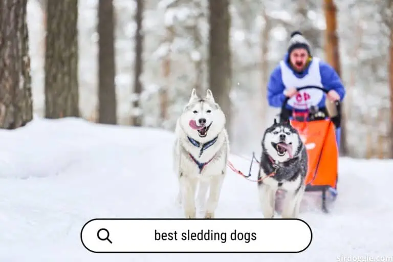 Which dog breeds are BEST for sledding?