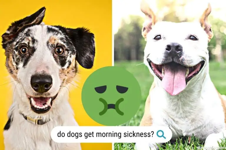 do dogs get morning sickness