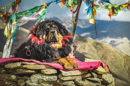 Tibetan-Mastiff-dog