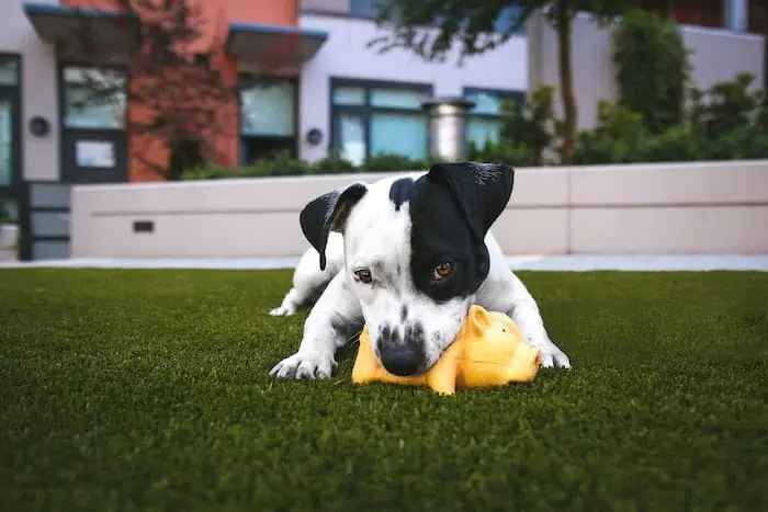 a puppy plaing with a toy