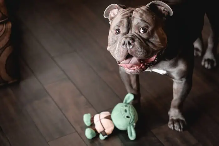 Are BarkBox Toys Durable? Read This First!