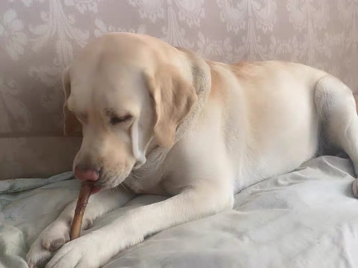dog playing with bully stick