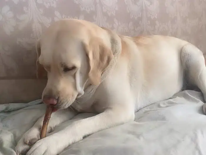A healthy but high calorie treat for dogs