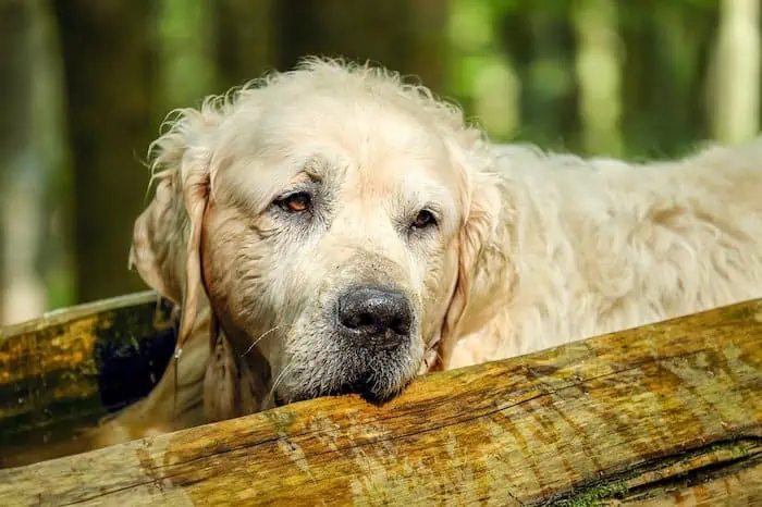 tired dog lying outside