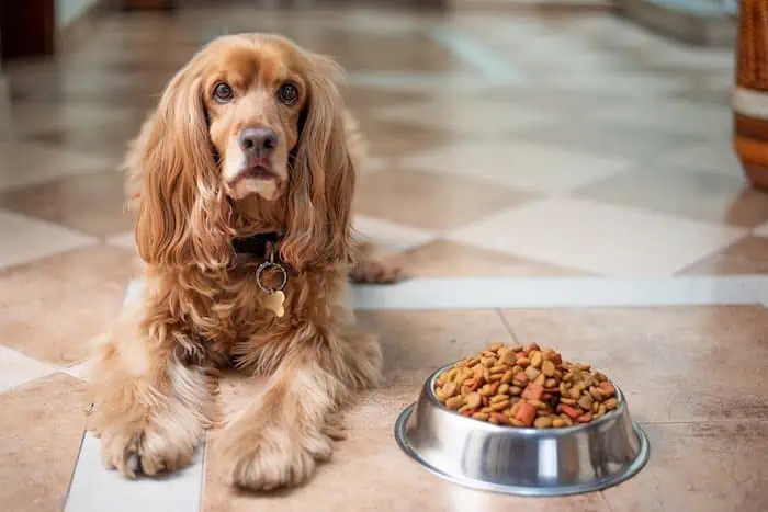 Is ‘Hungry Bark Good Dog Food