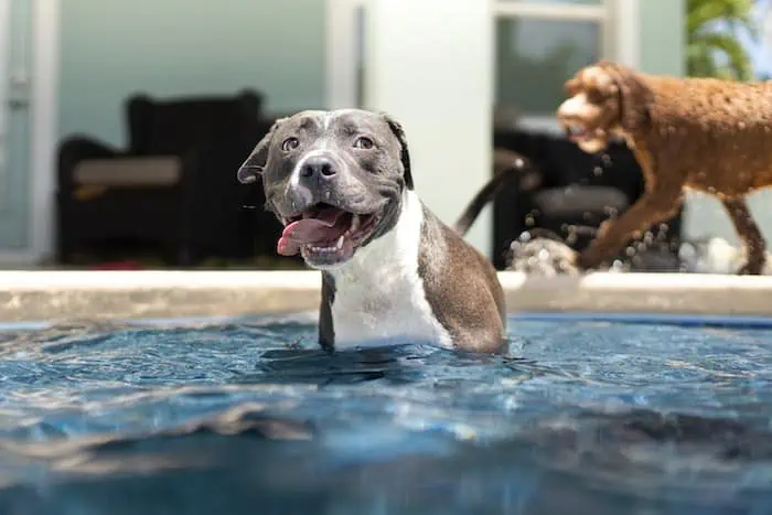 dog swimming in the pool