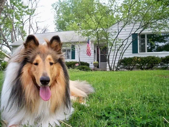 rough collies dog