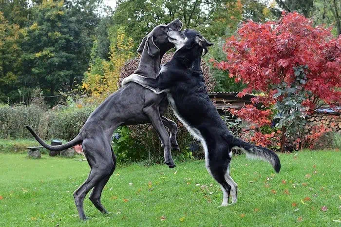 Is the Great Dane the Tallest Breed of Dog