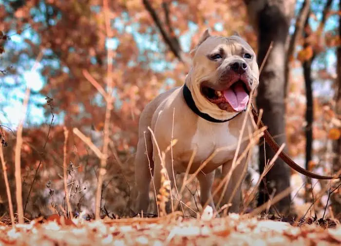 pitbull dog