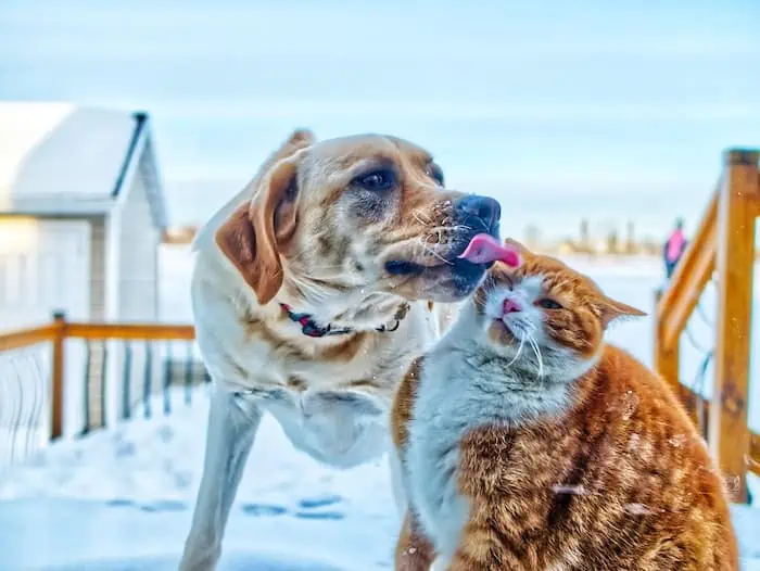 cat and dog