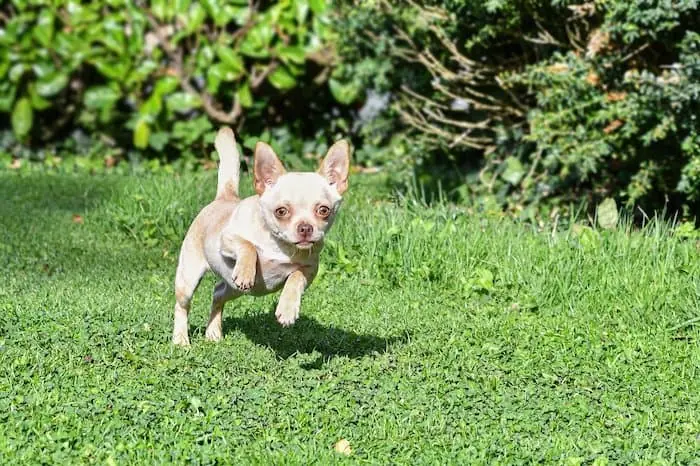 Additional Reasons Why Your Chihuahua is Running Slowly