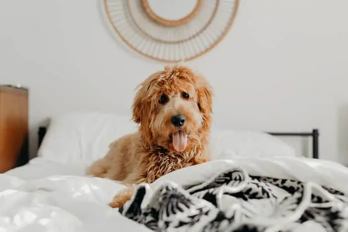 Behavioral Modifications for Dogs Licking Beds