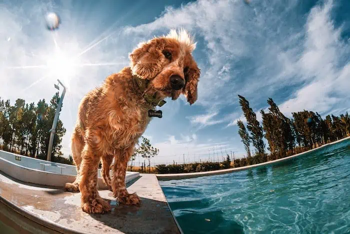 Pool Hazards for Dogs
