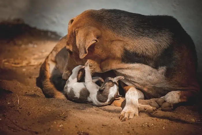 Should mother dogs be allowed to sleep with their puppies