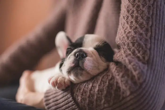 What is the average amount of time it takes for a dog to fall asleep?