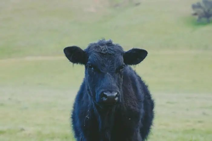 a cow