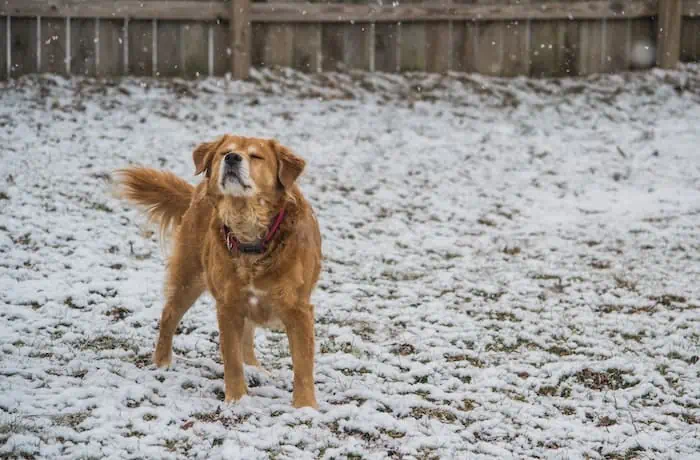 dog on snow