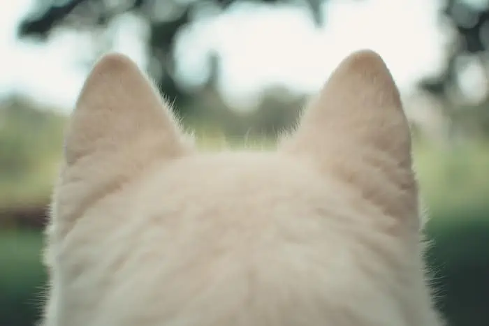 husky sharp ear