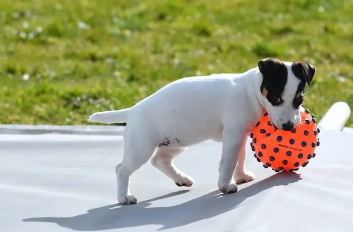 A Jack Russell Terrier playing with a ball in the training field