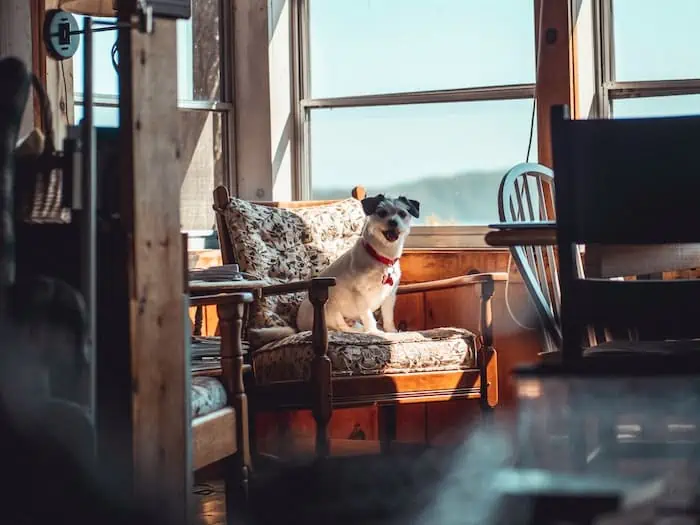 A lovely Jack Russell Terrier sitting inside the house