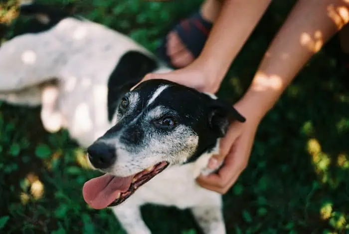 A Jack Russell Terrier resting after a training