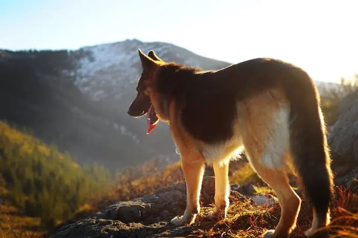 What to Do If Your Dog is Limping After Hiking