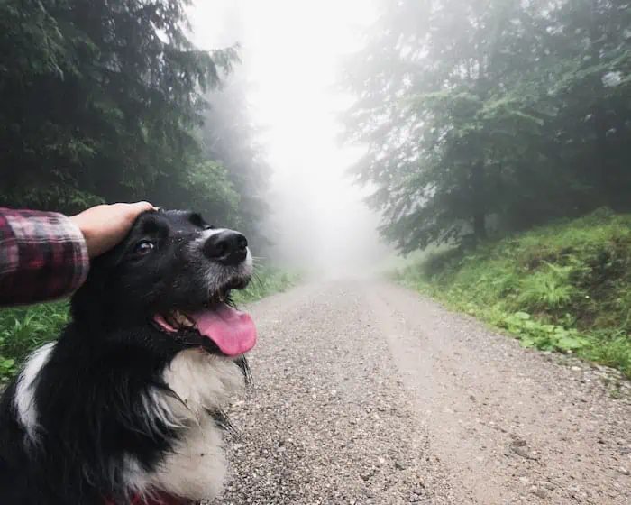 dog in foggy day
