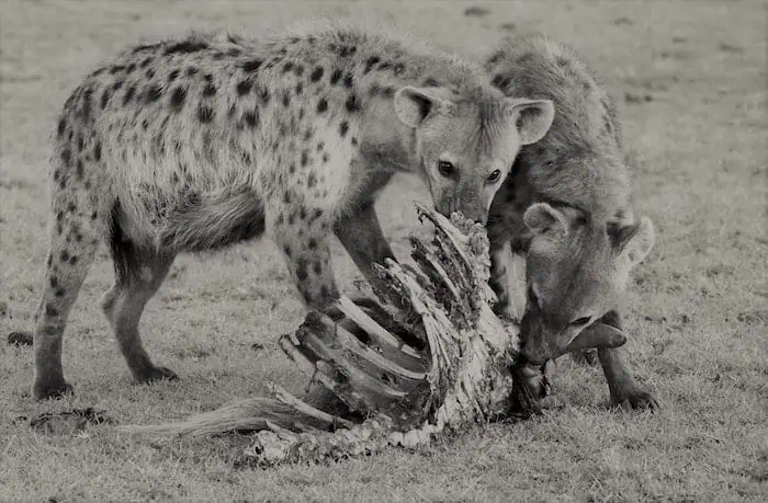 Hyena vs. Pitbull Physical Defenses