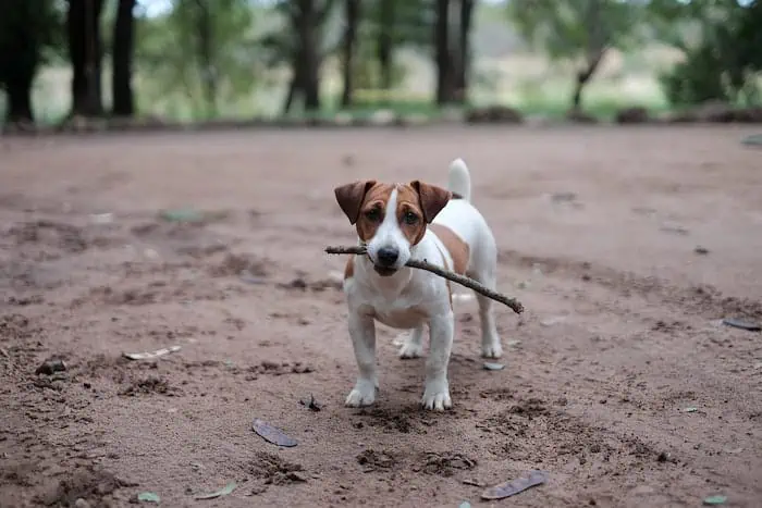 What qualities do Jack Russell Terriers possess that make them ideal for families