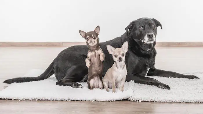 Can Chihuahuas Breed with Big Dogs