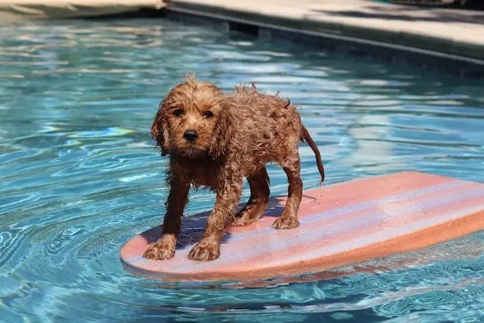 Prepare Your Dog for Stand Up Paddle Boarding